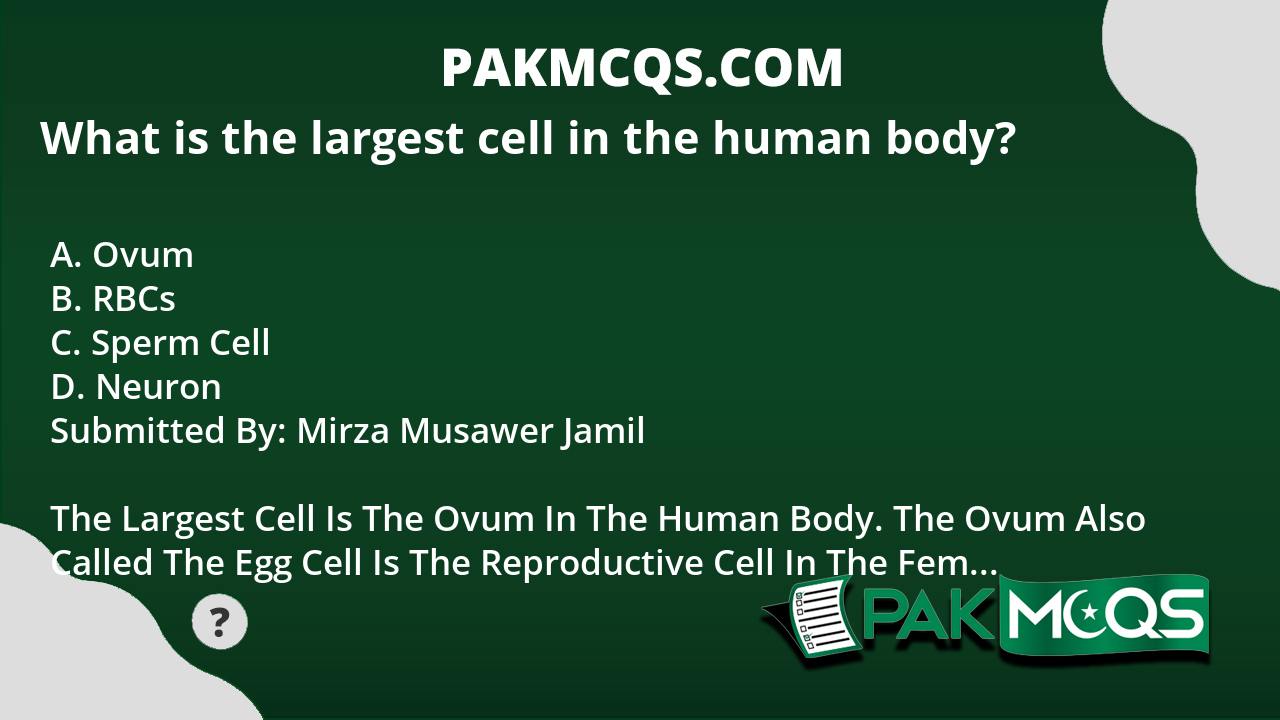 What Is The Largest Cell In The Human Body Pakmcqs